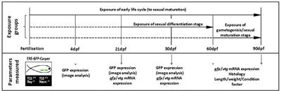 Health Effects and Life Stage Sensitivities in Zebrafish Exposed to an Estrogenic Wastewater Treatment Works Effluent